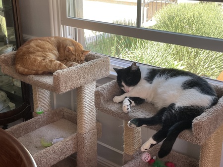 Cinnamon and Shadow