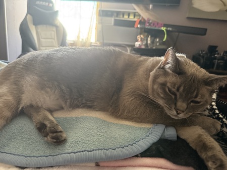 Princess