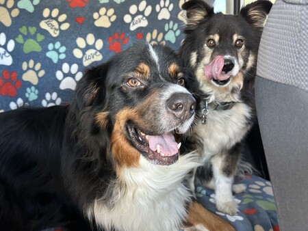 Entry image for Smitty & Angus. Clicking this image will show a larger photo