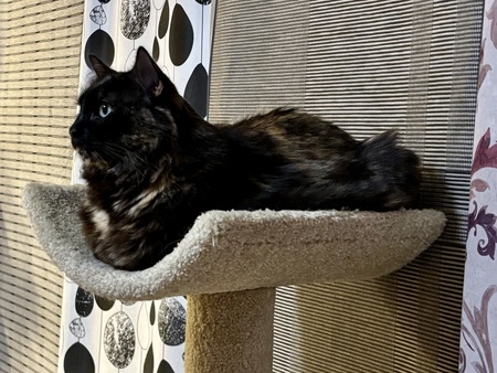 Mocha