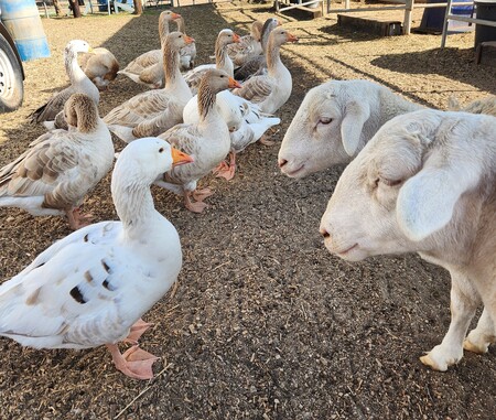 Entry image for sheep and geese. Clicking this image will show a larger photo