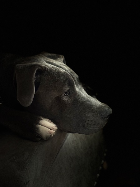 Entry image for Mac. Clicking this image will show a larger photo