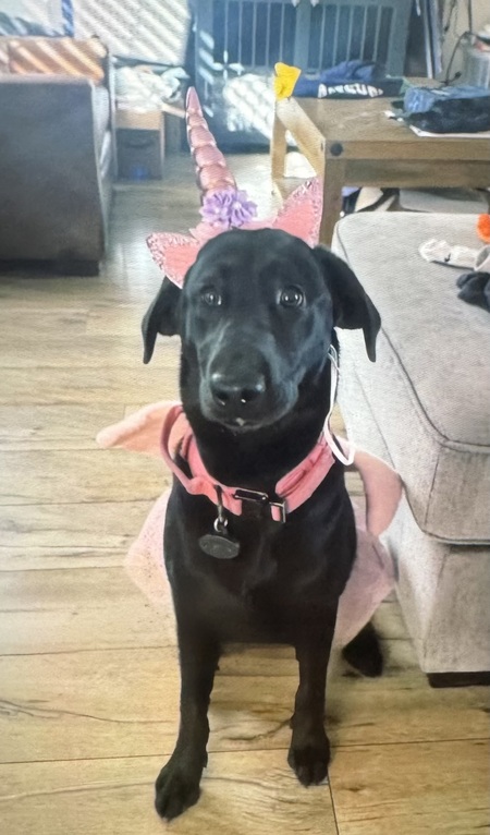 Entry image for Pandora . Clicking this image will show a larger photo