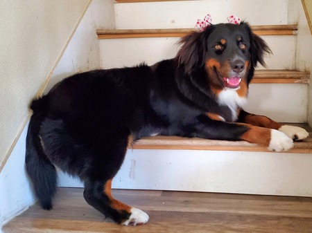 Entry image for Astraea Thunder. Clicking this image will show a larger photo