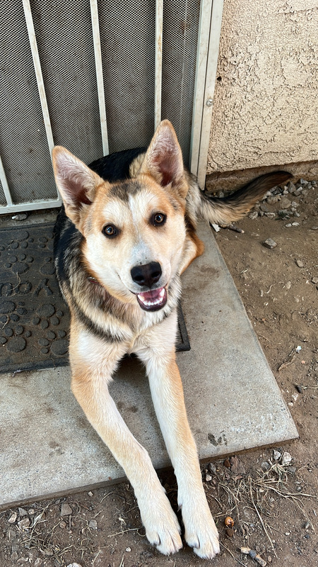 Entry image for Luna. Clicking this image will show a larger photo