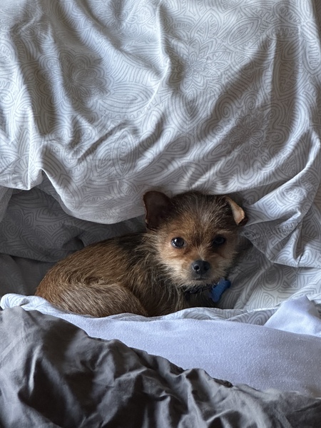 Entry image for Bacon. Clicking this image will show a larger photo