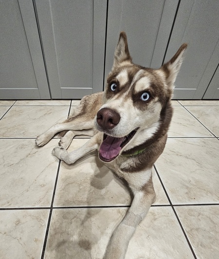Zuli