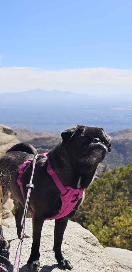 Maggie