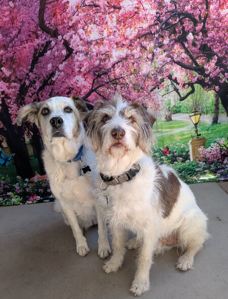 Mazie and Dave