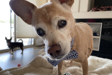 Wilbur