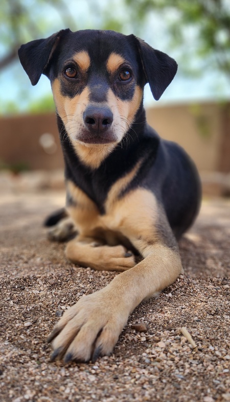Bandit