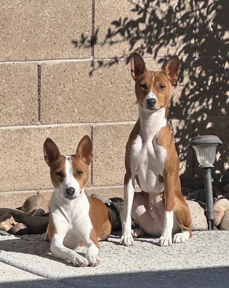 Kenai & Finn