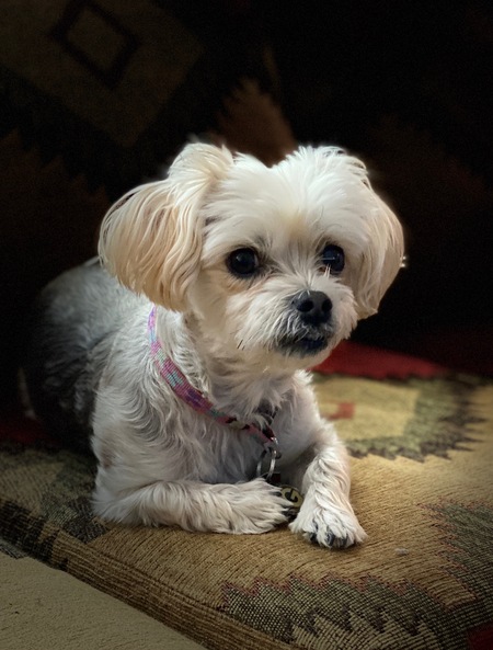 Miss Martini (Marti)
