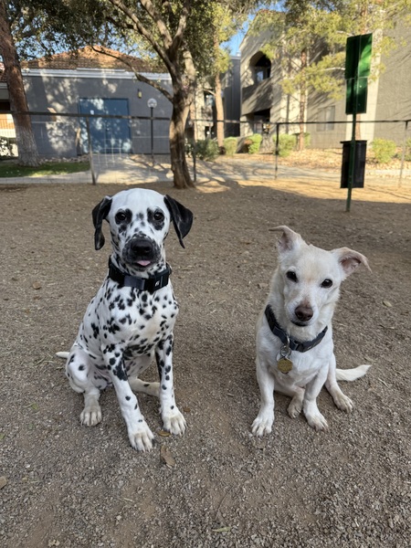 Sebastian (left) and Scotchy (right)