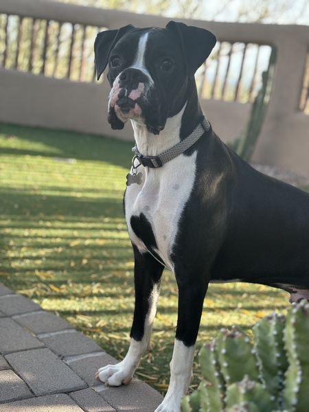 Enzo