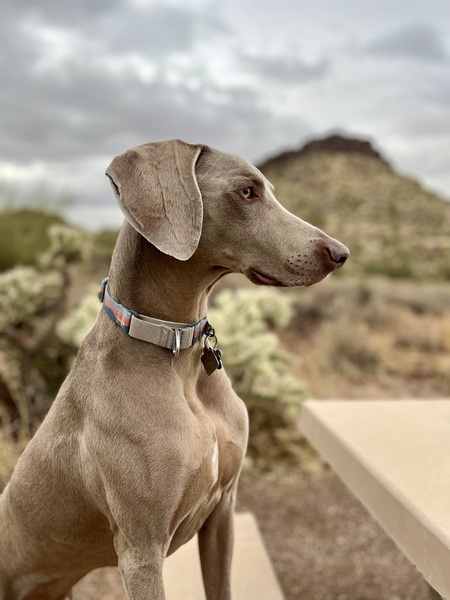 Roscoe