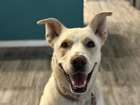 Slate