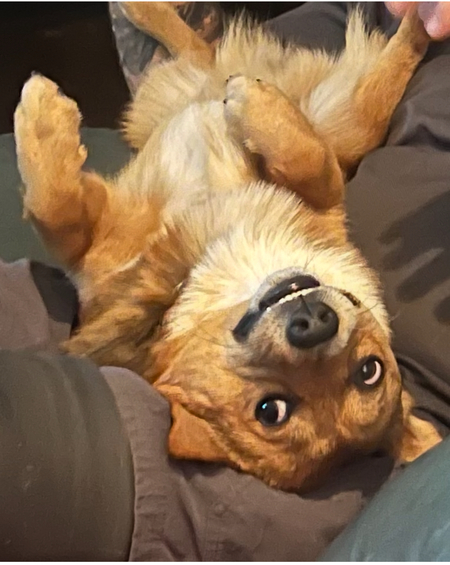 Rolo