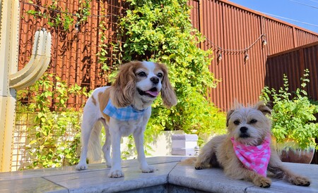 Winston and Willow 