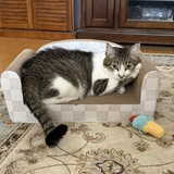Entry image for Boxer