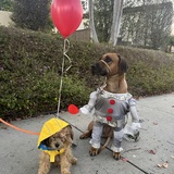 Entry image for Cutie Pie and Rocket