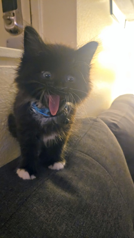 Loki