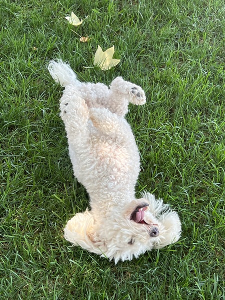 Dewey
