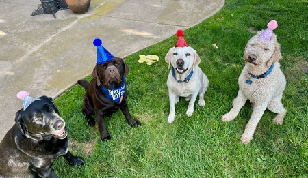 From left to right:Bruin, Goose, Lou & Yeti
