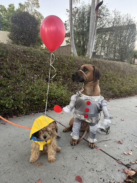 Entry image for Cutie Pie and Rocket. Clicking this image will show a larger photo