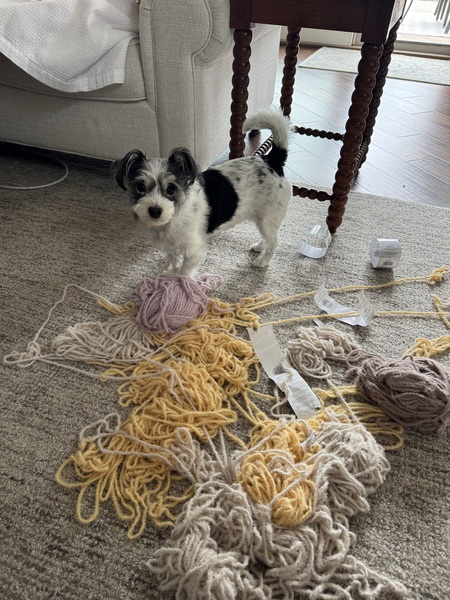 Entry image for Minnie. Clicking this image will show a larger photo