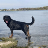 Entry image for Bruno