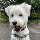 Entry image for Teddy