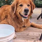 Entry image for Peanut Butter 