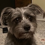 Entry image for Pepper