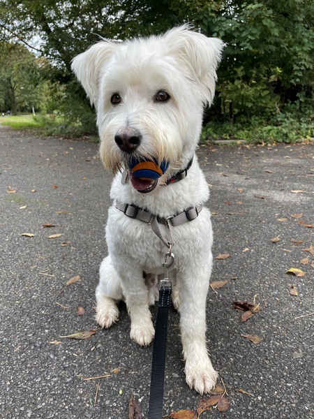 Entry image for Teddy. Clicking this image will show a larger photo