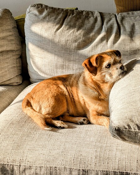 Entry image for Monty. Clicking this image will show a larger photo