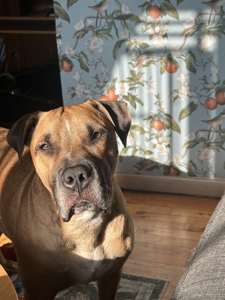 Entry image for Rocko . Clicking this image will show a larger photo