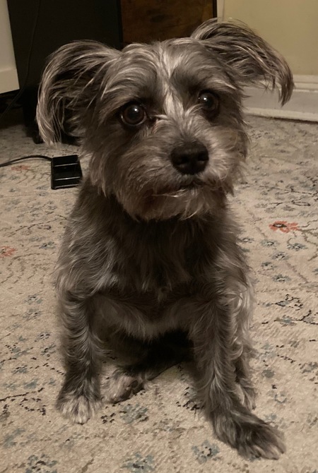 Entry image for Pepper. Clicking this image will show a larger photo