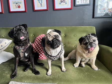 Charlie, Maggie, and Ace