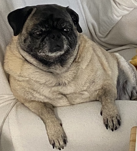 Lola Belle