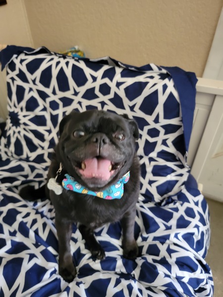Cooper
