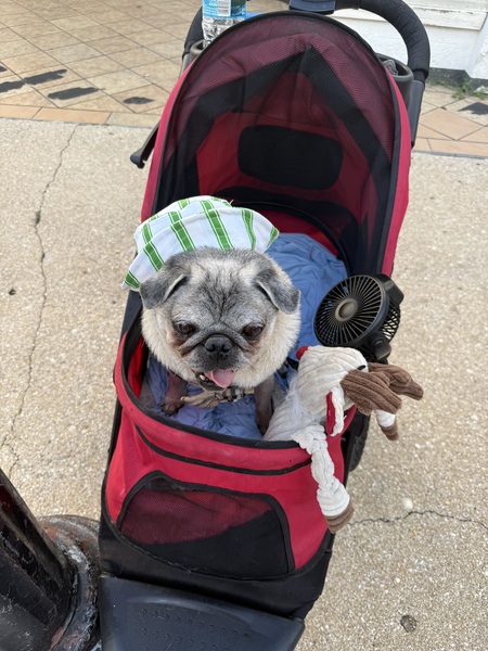 Cooper the Pug 