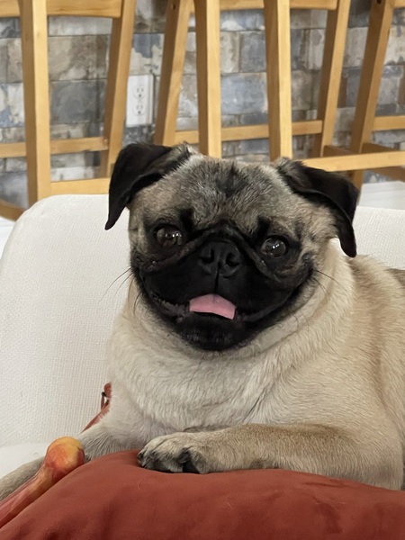 Pippa Jean (formerly Pinky)