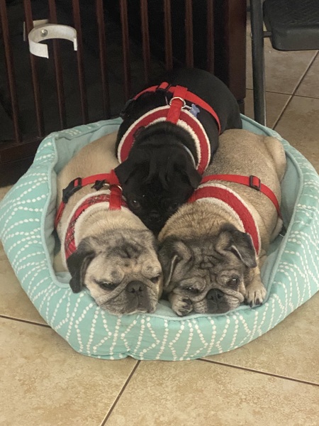 , Marley,  Maggie and Nori