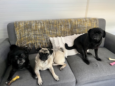 Delilah, Bella, and Eragon