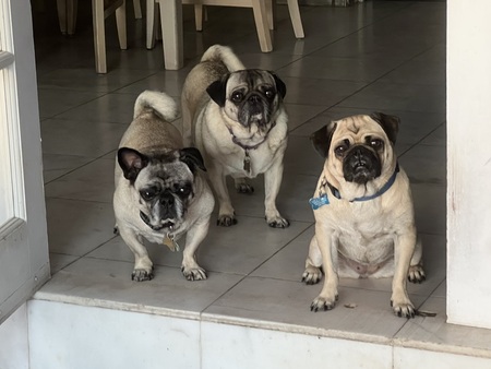 The Grumble: Sriracha, Miso and Lulu