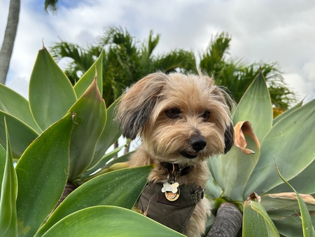 Chico