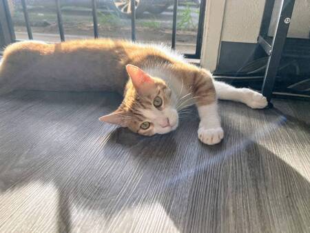Sunny