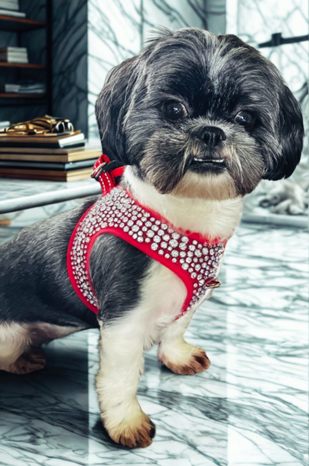 Lola 