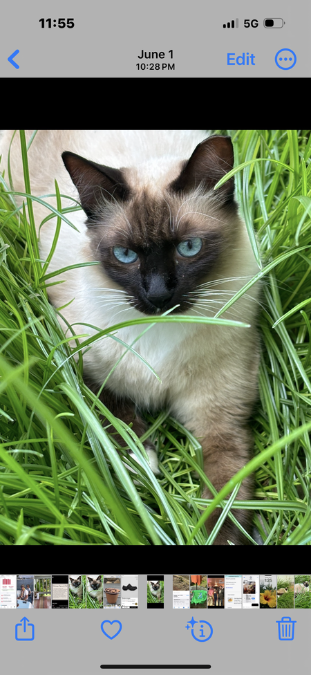 Feral Fawcett 